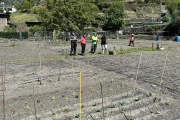 L’hort social a la zona dels horts del Dau, a Sant Julià de Lòria.