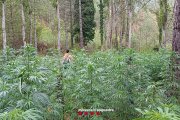 La plantació de marihuana a Fígols i Alinyà.