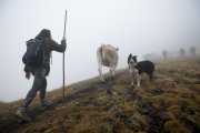 Unes 50 persones han acompanyat els ramaders i el bestiar fins a Roca de Pimes aquest matí a la primera Festa de la Transhumància