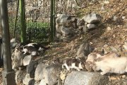 Una colònia de gats s'alimenten al carrer.
