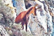 Un exemplar d’isard a la muntanya.