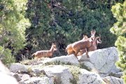 Un grup d’isards.