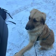 Troben Xiri, el gos perdut a Escaldes fa una setmana