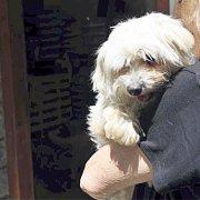 Un gos amb la seva propietària.