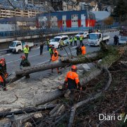 Operaris treballant per treure l'arbre caigut a la carretera General 1.