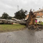Un arbre cau a Castelldefels.