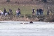 Un home salta a un llac gelat de Nova York per rescatar un gos.
