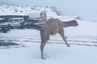 La reacció d'un camell al conèixer la neu per primer cop