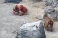 El mico Punch té dificultats per integrar-se a un zoo del Japó.