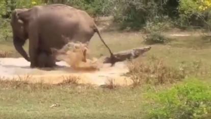 Mare elefant colpeja a un cocodril per salvar el seu fill