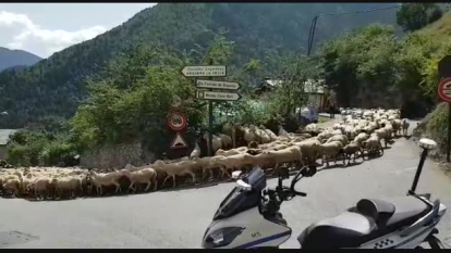 Un miler d'ovelles transhumants es traslladaràn des de Sispony fins a la Vall del Madriu