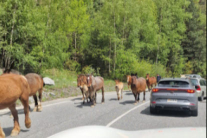 Cavalls a la carretera de la Massana