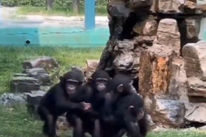 Quatre petits goril·les fan el tren en un zoo