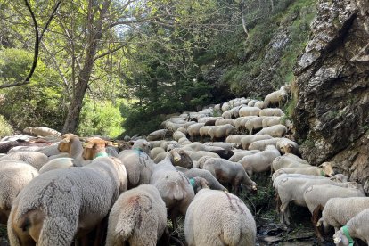 Les ovelles provinents de la Seu ja han entrat al Principat