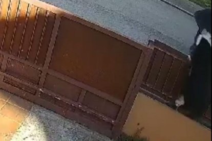 Lucky gos robat Girona