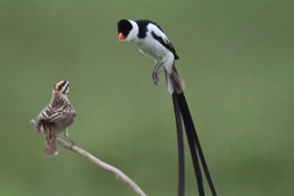 Curiós ball per atraure les famelles de l'ocell vídua