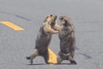 Baralla marmotes a la Xina