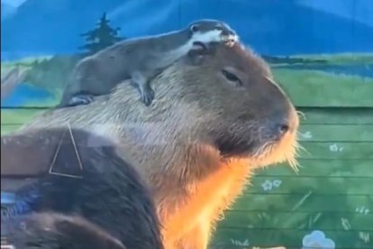 La paciència d'un capibara amb una llúdria.