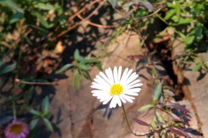 Flora exòtica a Andorra