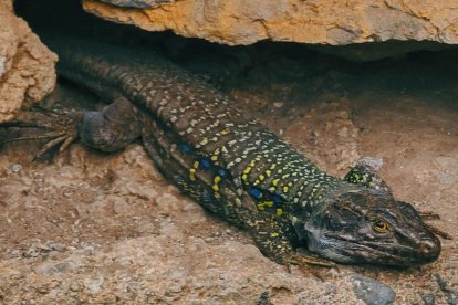 La serenella pallaresa, una de les espècies en perill d'extinció