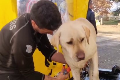 Banders a Barcelona contra la pesta porcina.