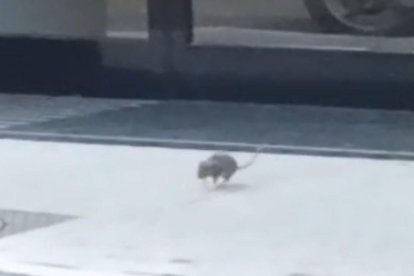 Una rata sorprèn els vianants a l’avinguda Doctor Mitjavila
