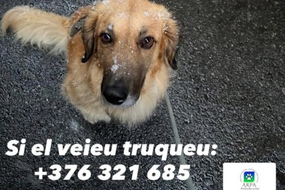 En 'Xiri', el gos perdut.