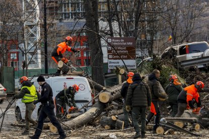 Operaris treballant per treure l’arbre.