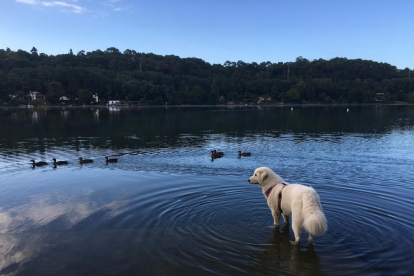 “L'Auïna es relaxa al llac Mouriscot de Biarritz  encuriosida davant els ànecs”, explica l'Albert Roig sobre aquest moment  que va captar.