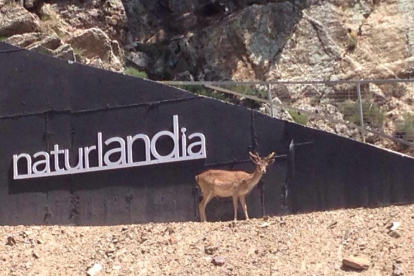 “M'agrada la foto perquè surt el cartell de Naturlandia i el cérvol. Va ser molt emocionant”, diu la Maria del Mar Diaz sobre la imatge.