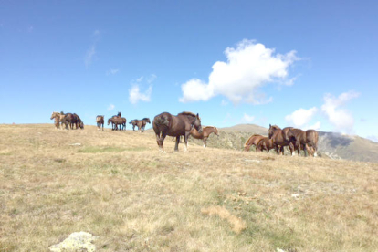 En Patrick Cordonnier va prendre aquesta instantània al pic del Maià, des d'on els cavalls gaudien del paisatge.