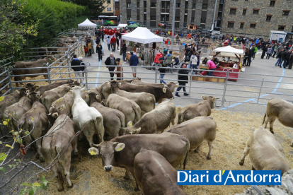 La fira del bestiar de Canillo, a l'aparcament dels Arenys