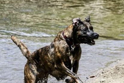 El gos d'en Jon Zurano es refresca al riu Segre entre Montellà i Martinet.
