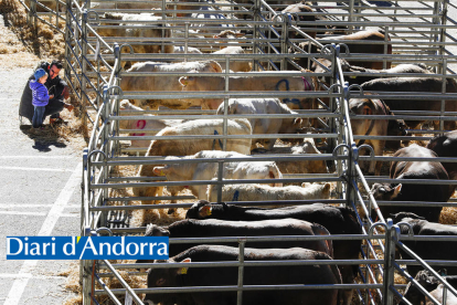 Una trentena d'explotacions va participar al concurs de bestiar