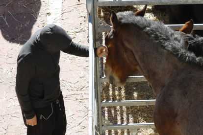 Un assistent a la Fira concurs d'Andorra la Vella tocant un cavall