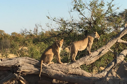 Dues lleones al delta de l'Okavongo, a Kwhai (Botswana), són fotografiades pel Jean-Michel.