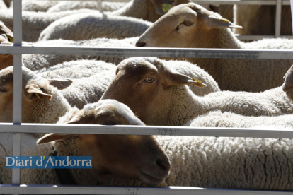 Fins a 215 caps de bestiar es van aplegar a la 38a Fira concurs d'Andorra la Vella