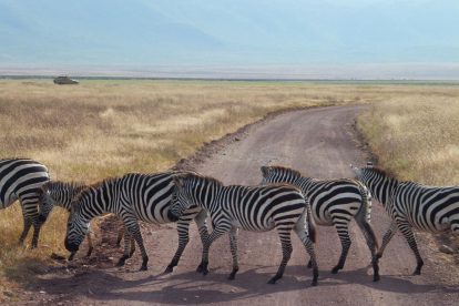Tanzània. Aquest ramat de zebres formant un pas de vianants passegen tranquil·les per la reserva del cràter del Ngorongoro, tot un jardí de l'Edèn que acull i protegeix milers d'espècies.