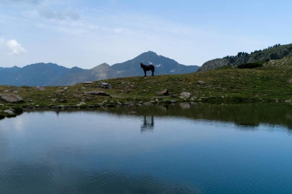Josep Repiso, Andorra, vall de Sorteny. Amb l'estany de l'Estanyó com a mirall, el Josep Repiso destaca aquesta estampa d'un dels racons de la vall de Sorteny on es va donar protagonisme a un animal.