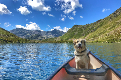 Pere Baró. Llac de Tristaina. El gos és el millor amic de l'home i en aquest cas, la Shiba acompanya el Pere Baró fins i tot durant els passejos en canoa pel llac de Tristaina, un dels paradisos estiuencs del Principat.
