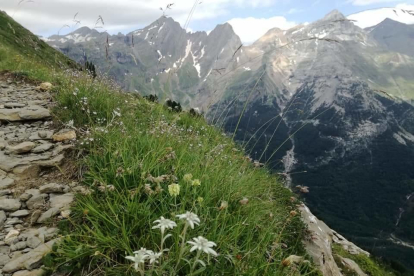 Marc Galera. Osca. “La foto la vaig fer ascendint a un cim del Massís del Monte Perdido, quan de forma inesperada vaig trobar-me amb la famosa flor de muntanya Edelweiss”, relata Marc Galera.