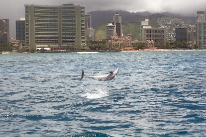 L'alegria i diversió d'un dofí saltant sobre les aigües marítimes properes a la platja de Waikiki, a Hawaii, és una de les instantànies que Manel Vallespí ha volgut compartir de les seves vacances a l'illa americana del Pacífic.
