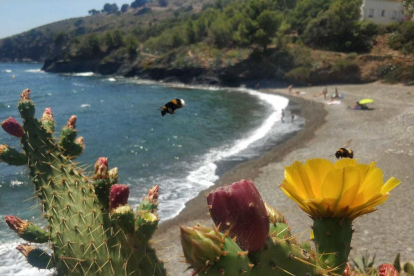 Les abelles xuclen el nèctar de les atractives flors de les figues de moro amb els banyistes al fons gaudint d'una jornada de platja a la cala de Calitjàs, un racó de la Costa Brava a Roses, en una estampa molt estiuenca.