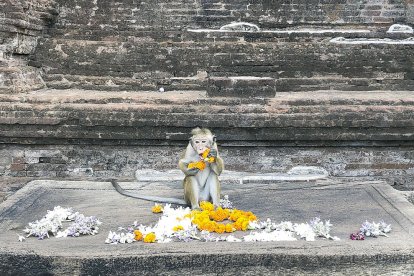 Un mico gaudint d'unes acolorides flors a la ciutat de Polonnaruwa és la divertida instantània que Jordi Vizcaino comparteix sobre les seves vacances a Sri Lanka. “Sentir-se com un rei”, titula.