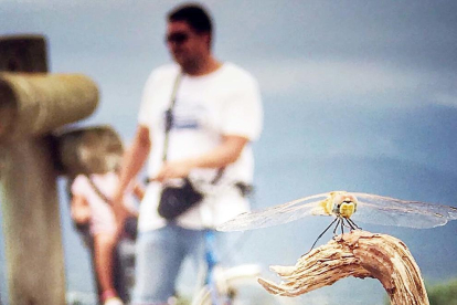 Aquest estiu Sergio López ha pogut gaudir de dues de les seves aficions preferides: fer rutes amb la família per la natura i fotografiar la fauna de les zones que visiten, com aquesta imatge on se'ls veu amb una libèl·lula al Delta de l'Ebre.