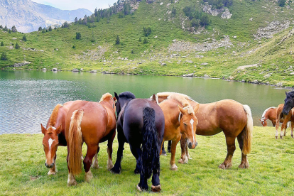 Les excursions pel país són molt freqüents aquest estiu  i alguns indrets del Principat, com el llacs de Tristaina, reben moltes visites però també d'animals, com aquest grup de cavalls que va captar en