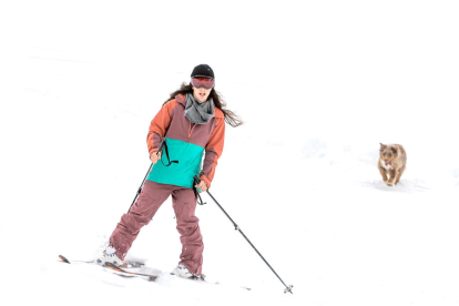 Malgrat que les pistes romanen tancades, els esquiadors de muntanya han aprofitat les nevades d'aquesta setmana per fer les primeres baixades de la temporada.