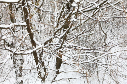 Branques d'arbres amb la neu