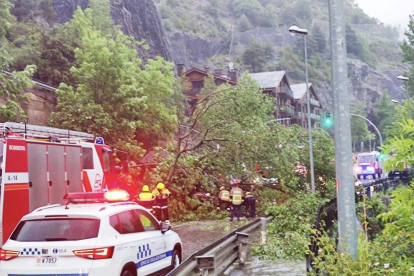 L'arbre ocupava tota la calçada