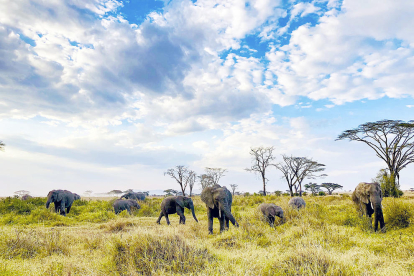 Aquesta família d'elefants al parc nacional del Serengueti, a Tanzània, un país de l'Àfrica Oriental, viu en plena llibertat en una extensió de més de 30.000 quilòmetres quadrats, ens diu Luis Cebrian, que va poder veure-ho en primera persona.